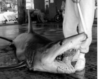 サメが目撃された海岸「震災の年と同じくらい大ダメージ」