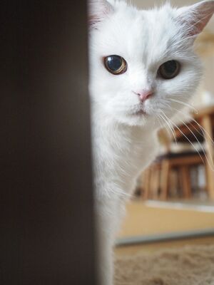 “どうしたの？”とばかりに覗き込む“うらちゃん”。べっぴんさんネ♪　(c)JOE　(c)ねこ休み展 冬 2017