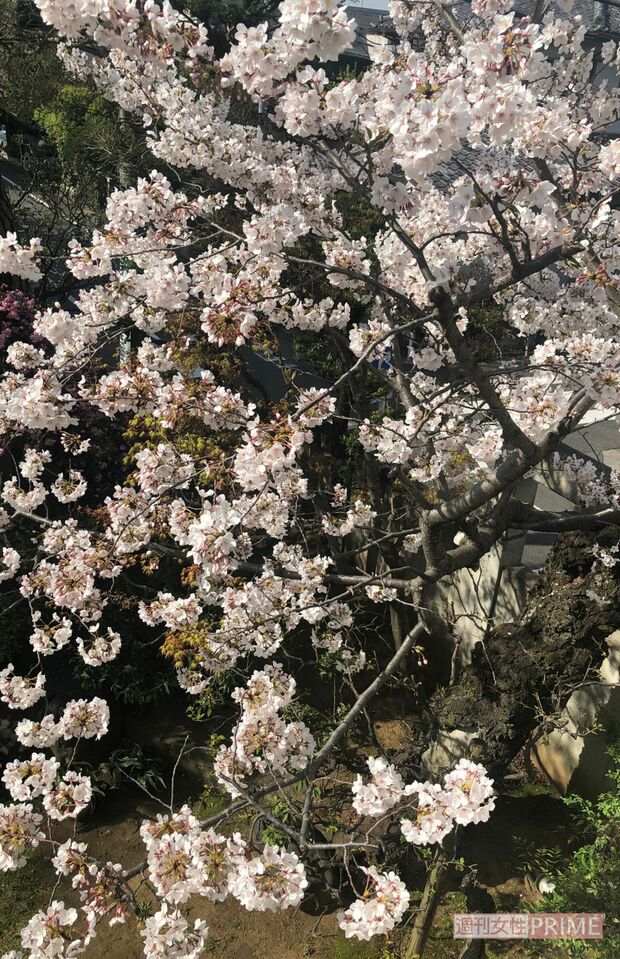 岩下志麻の自宅ベランダからは満開の桜の木が臨める（2020年4月・本人撮影）