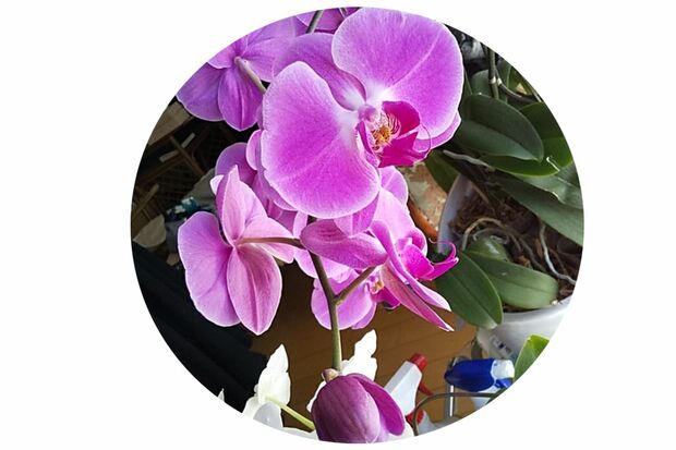 【花、自然アイコン】