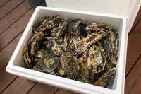 【知って楽しい雑学】クール便の発泡スチロール梱包、実は「意味なし」説!冷気を保ったまま送るには「段ボ…
