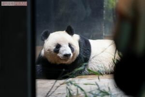 レイレイ　撮影／齋藤周造