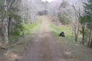 林道を走る軽トラック。そこに現れたヒグマ（Xより）