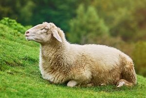 *写真はイメージです