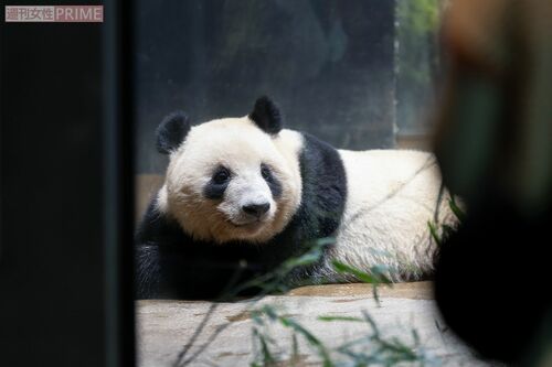 レイレイ　撮影／齋藤周造