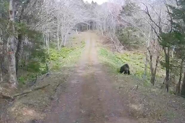 林道を走る軽トラック。そこに現れたヒグマ（Xより）