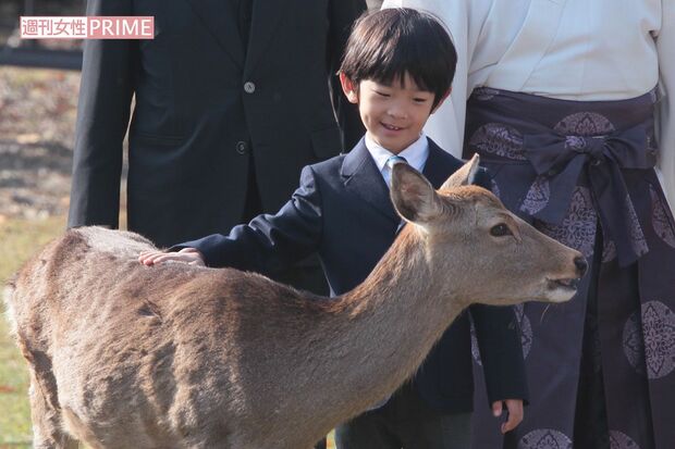 2012年11月、秋篠宮ご夫妻とご一緒に奈良県奈良市の『春日大社』で「鹿寄せ」をご見学。「奈良の鹿愛護会」の職員がホルンを吹くと、場内に散っていた約130頭の鹿が一斉に集まり、悠仁さまは「触りたい」と言って鹿の背中をなでられた。