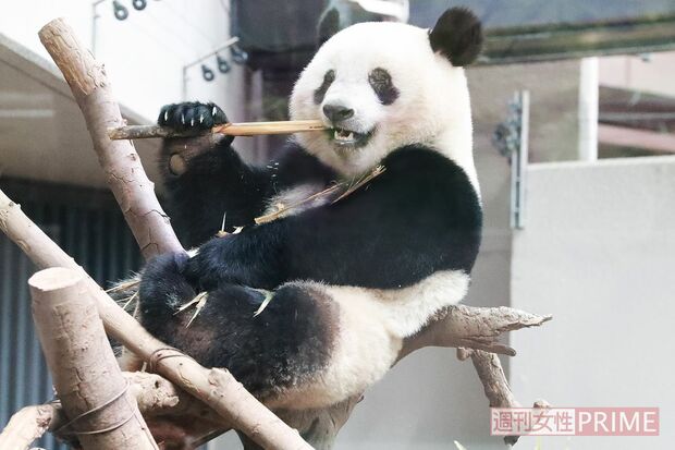 座り心地がいいのか、くつろいだ様子でご飯をボリボリ。目を閉じてじっくり味わっているのかしら？