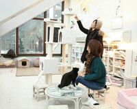 猫シェルター里親の条件 原則6歳以下の子どもがいない家庭