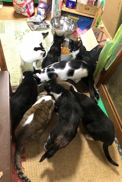 飼い主の孤独死に連鎖する多頭飼育崩壊 ペットたちが見た 地獄 と醜い人間のエゴ 週刊女性prime