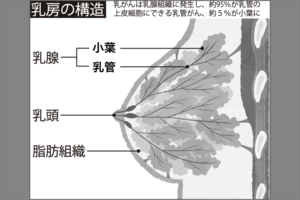 乳房の構造
