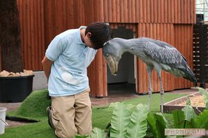 愛情表現であるおじぎを深々とするふたば