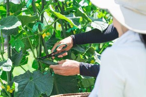 地方でのシニア農業は、地域の活性化にもつながり、国や自治体の支援制度（就農準備支援、研修助成など）も充実