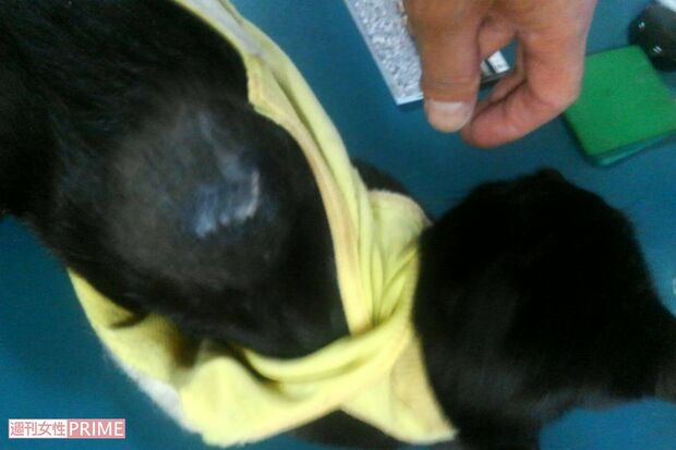背中を深く切られ保護された黒猫（飼い主家族提供）