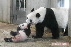 小さいころは、シンシンに首をつかまれて連れていかれる姿もしばしば