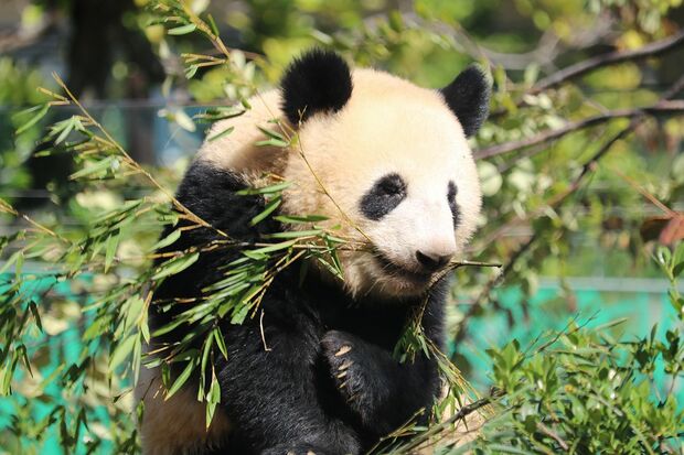 蕾蕾　レイレイ（撮影／二木繁美）