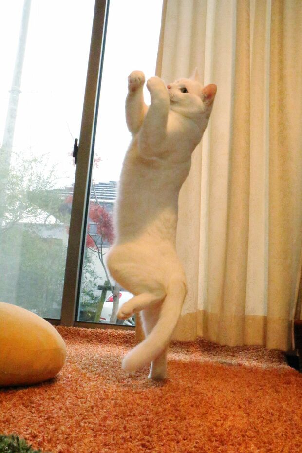 “ミルコ”は軽やかにジャンプする無重力ねこ。ナイスなお姿　(c)瀬戸にゃんちさ　(c)ねこ休み展 冬 2017