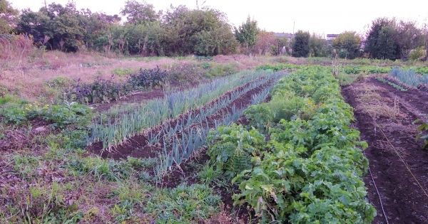 火災の前日も美津子さんが農作業をしていたという畑には、すくすく育った野菜たちが