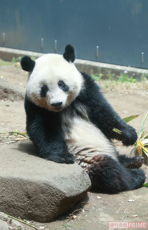 シャンシャン。コロナ禍で延期になっていたが2月に中国に返還された。現地での様子が伝えられるなど人気は不動