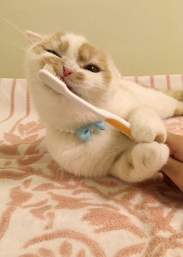 歯ブラシを思い切りガブする甘えねこのホイップ。ゆるかわいい作品は必見　(c)ホイ主　(c)ねこ休み展