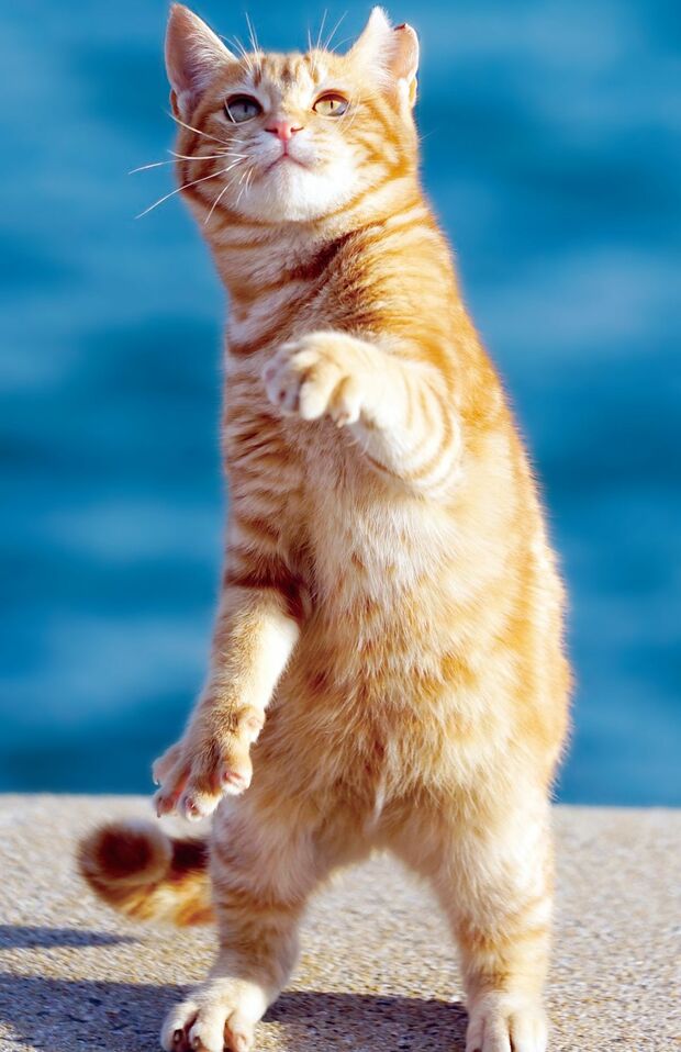 福岡県の馬島。針金に差したおやつの仕掛けで、防波堤にいた茶トラの美しい立ち姿ショットの撮影に成功　撮影／南幅俊輔