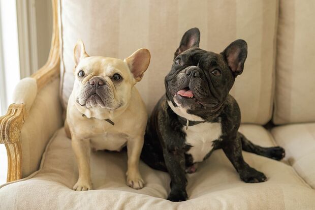 草なぎ 剛の愛犬、クルミちゃんとレオンくん（撮影／アライテツヤ）