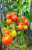 家庭菜園の定番ミニトマトも栽培。味は「結構濃厚でほどよい甘さではなまる」と大満足