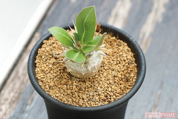 【パキポディウム　恵比寿大黒】幹に水分を蓄えるコーデックス（塊根植物）の仲間。夏が生育期なので、冬は屋内か温室へ入れる。