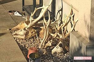 南畑優冶容疑者の自宅の庭には鹿の頭部の骨が並び…