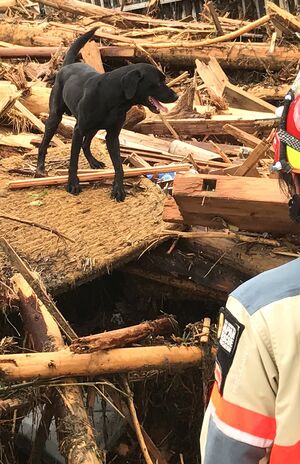 九州北部豪雨災害の被災地で活動する災害救助犬（日本レスキュー協会提供）