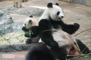 お母さんのシンシンと背中合わせでもぐもぐタイム