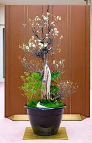 悠仁さまが作られたお正月用の春飾り。梅の古木や松が植えられている（2020年1月2日、元赤坂の赤坂東邸）