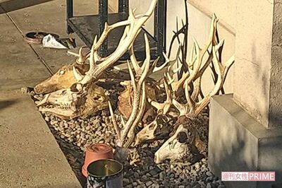 南畑優冶容疑者の自宅の庭には鹿の頭部の骨が並び…