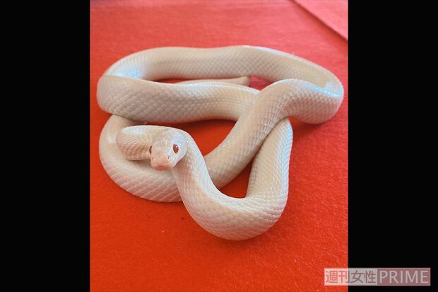 清光院で飼われている赤目の白ヘビ。清光院で実際に見ることができる。脱皮した皮はカットして、金運アップのヘビグッズとして販売されている