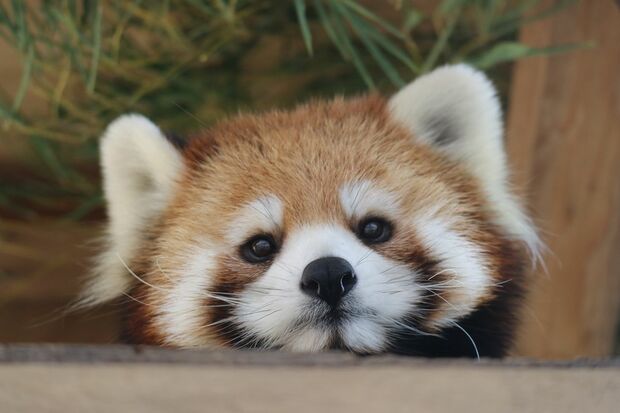 レッサーパンダ　写真提供／姫路セントラルパーク