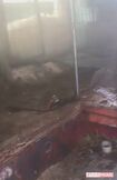 移動動物園で利用されるバスの中は動物の糞や土などが堆積していた(提供同)