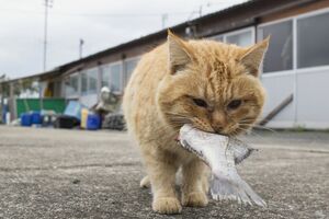 『ニャン生訓』より（写真：沖昌之）