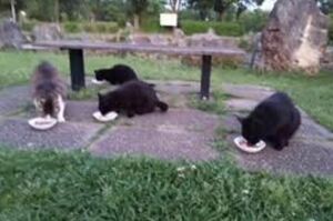 現場となった公園の猫の様子。猫の里親探しや保護も急ぐ(袖猫パトロール隊提供)