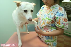 犬も猫も高齢になったら関節の病気に注意（写真はイメージです）