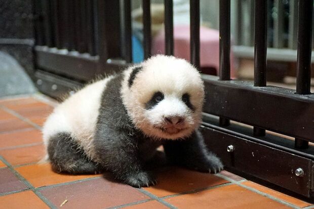 生まれて約2か月ちょっとでこれだけすくすく成長したシャンシャン。このヨチヨチ感、もうたまらない!写真／（公財）東京動物園協会