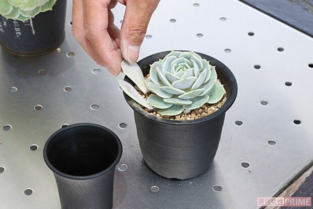 はずした葉も横に置く