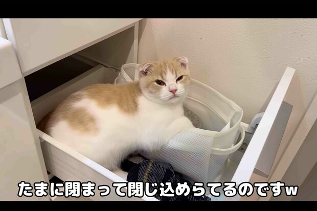 閉め忘れた棚に猫が閉じ込められたという動画(『もちまる日記』YouTubeより)