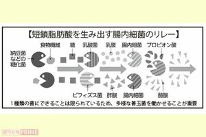 短鎖脂肪酸を生み出す腸内細菌のリレー
