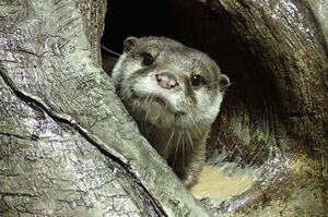 ツバメ（コツメカワウソ）＠宮島水族館（みやじマリン）