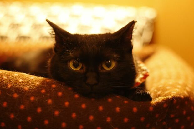 この日の一番人気、書籍『ネコリパ式楽しい猫助け』の表紙も飾った、まる（1歳）／ネコリパブリック