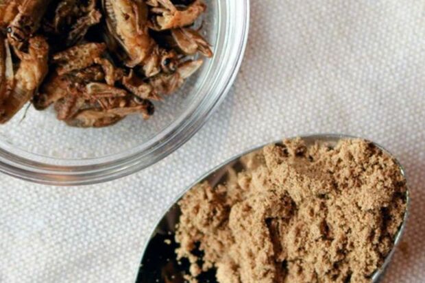 バグモは食用コオロギなの自動養殖システムの開発などを手がける（同社HPより／東洋経済オンライン）