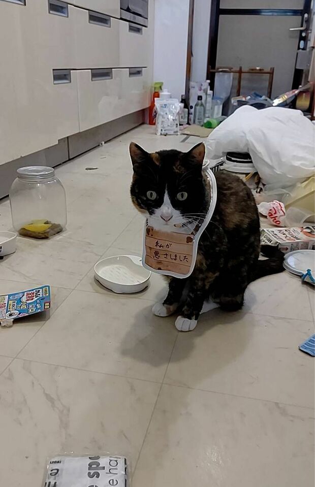 うずらさん・6歳。夜中にごみ袋を荒らした罪で“私が悪さしました”とさらし者にされるも反省の表情ナシ。（※画像は飼い主提供）