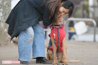 警察犬と多くの命を救ってきた “ママ訓練士” の、大和魂と「いのちの恩返し」