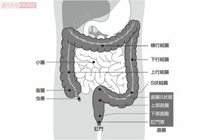 腸の構造　グラフィック／スヤマミヅホ