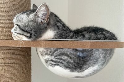 ふにさん（3歳）ほっぺの模様がチャームポイント！